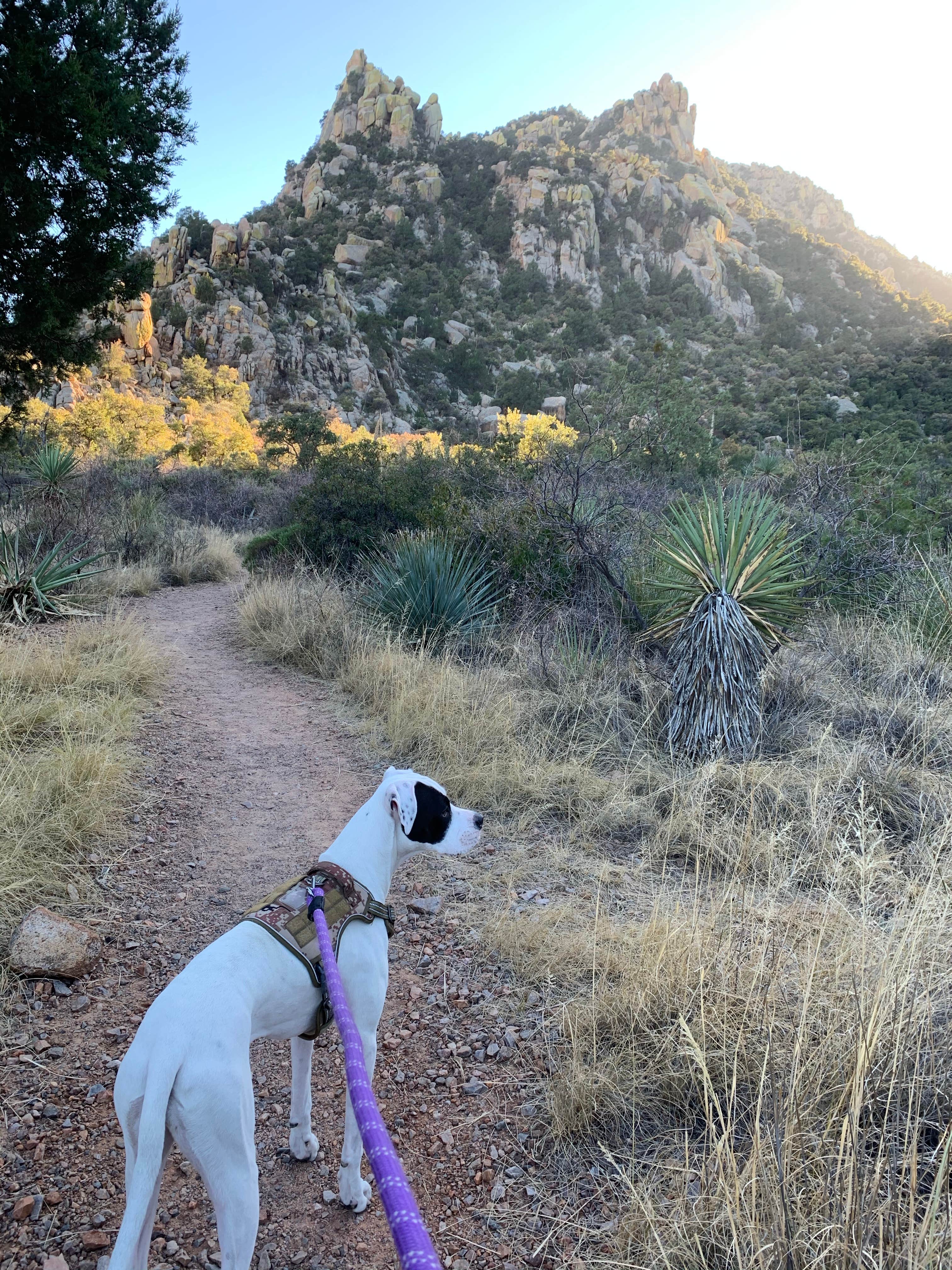 Marisa R.'s photo of camping with pets at Cochise Stronghold Campground near Dragoon, AZ