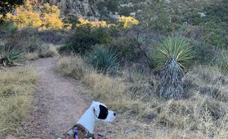 Marisa R.'s photo of camping with pets at Cochise Stronghold Campground near Dragoon, AZ