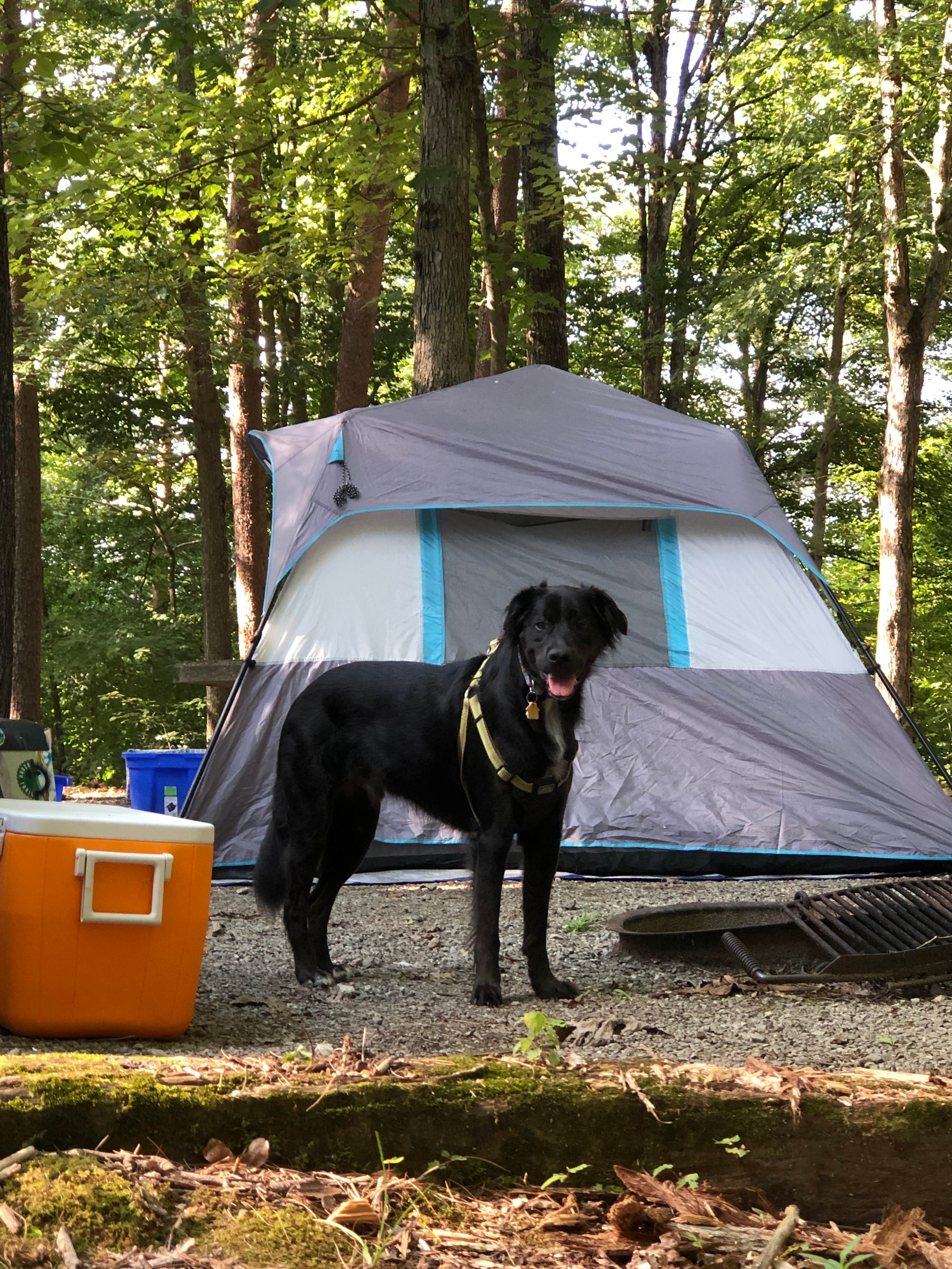 Camper submitted image from COE W Kerr Scott Reservoir Bandits Roost Campground - 4