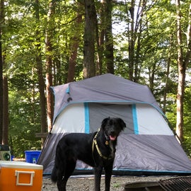 Cookie! He loves camping...(grand-dog)