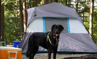 Martha S.'s photo of camping with pets at COE W Kerr Scott Reservoir Bandits Roost Campground near Granite Falls, NC