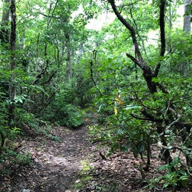 The trail right before getting to the site