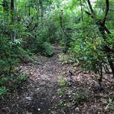 Review photo of Bearpen Gap Backcountry Site by Asher K., December 25, 2020