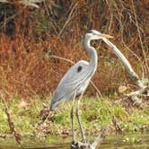 Review photo of Sam Houston National Forest Cagle Recreation Area by Tim H., December 9, 2020