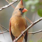 Review photo of Sam Houston National Forest Cagle Recreation Area by Tim H., December 9, 2020