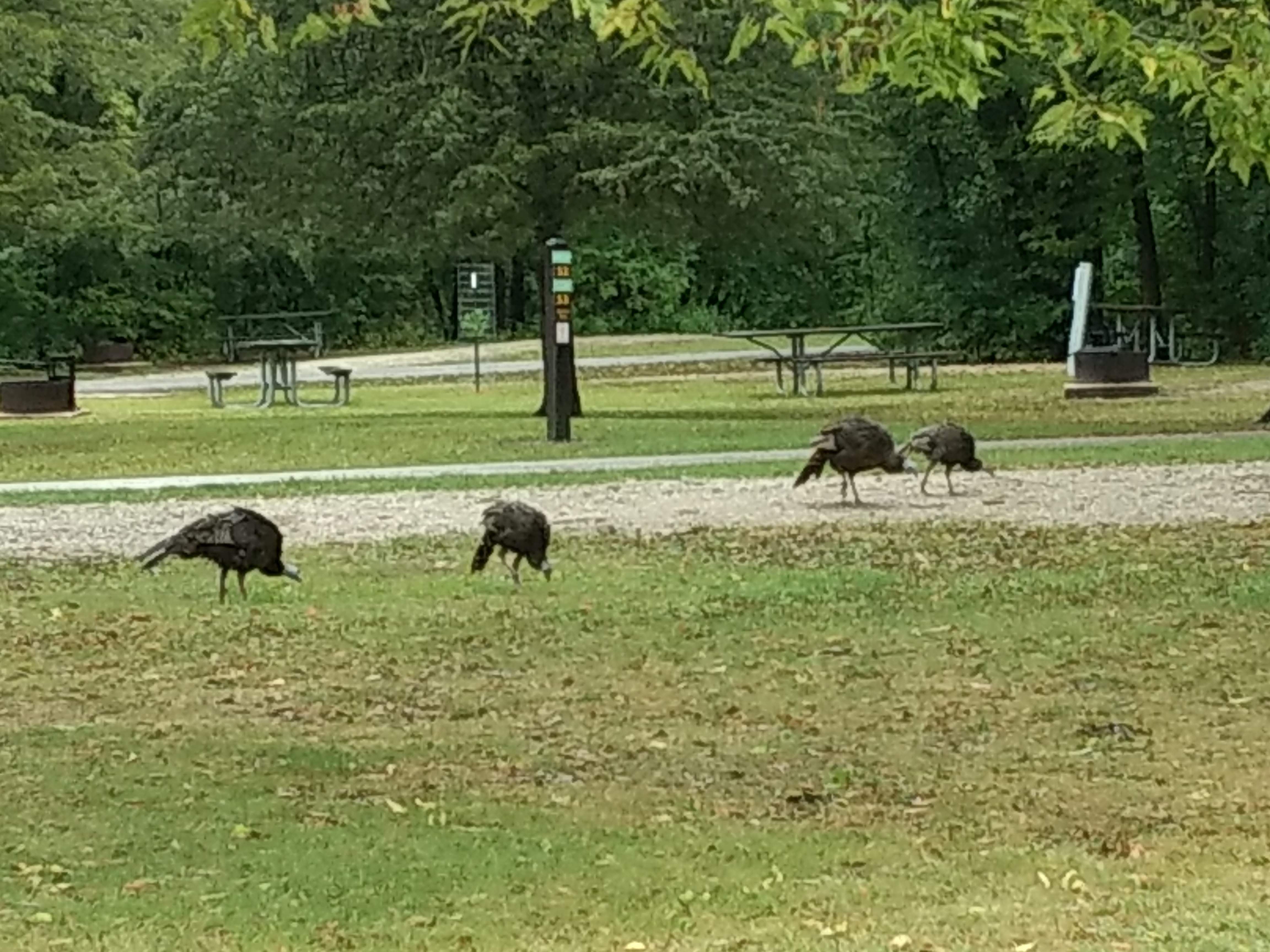 Some of the visitors that are checking out the campgrounds.