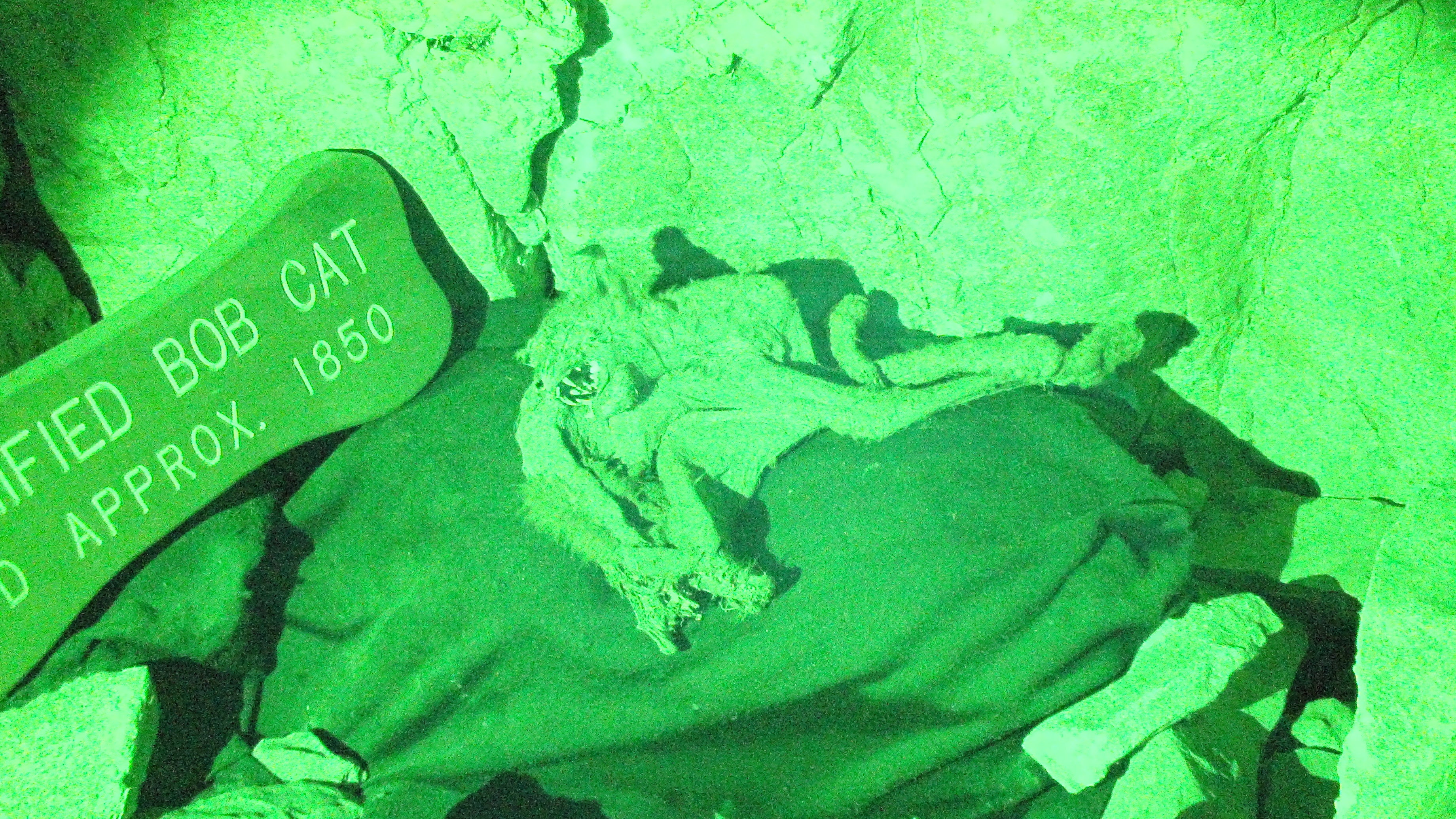 This was taken during our ghost walk which is done in complete pitch black using my night vision camera, this is a mummified BOB cat