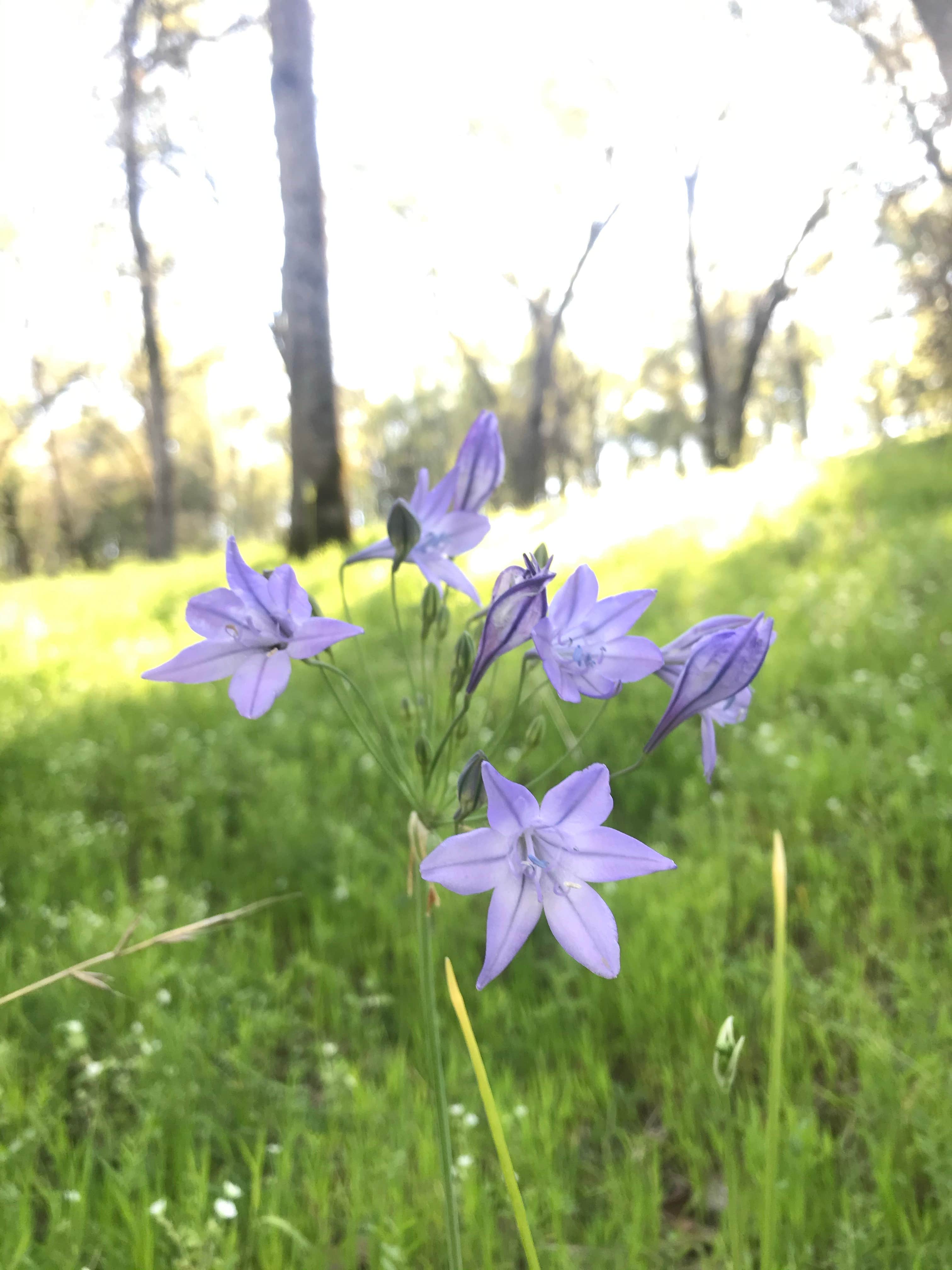 Camper-submitted photo at Peninsula Campground — Folsom Lake State Recreation Area near Auburn, CA
