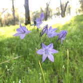 Review photo of Peninsula Campground — Folsom Lake State Recreation Area by Christian N., December 25, 2020