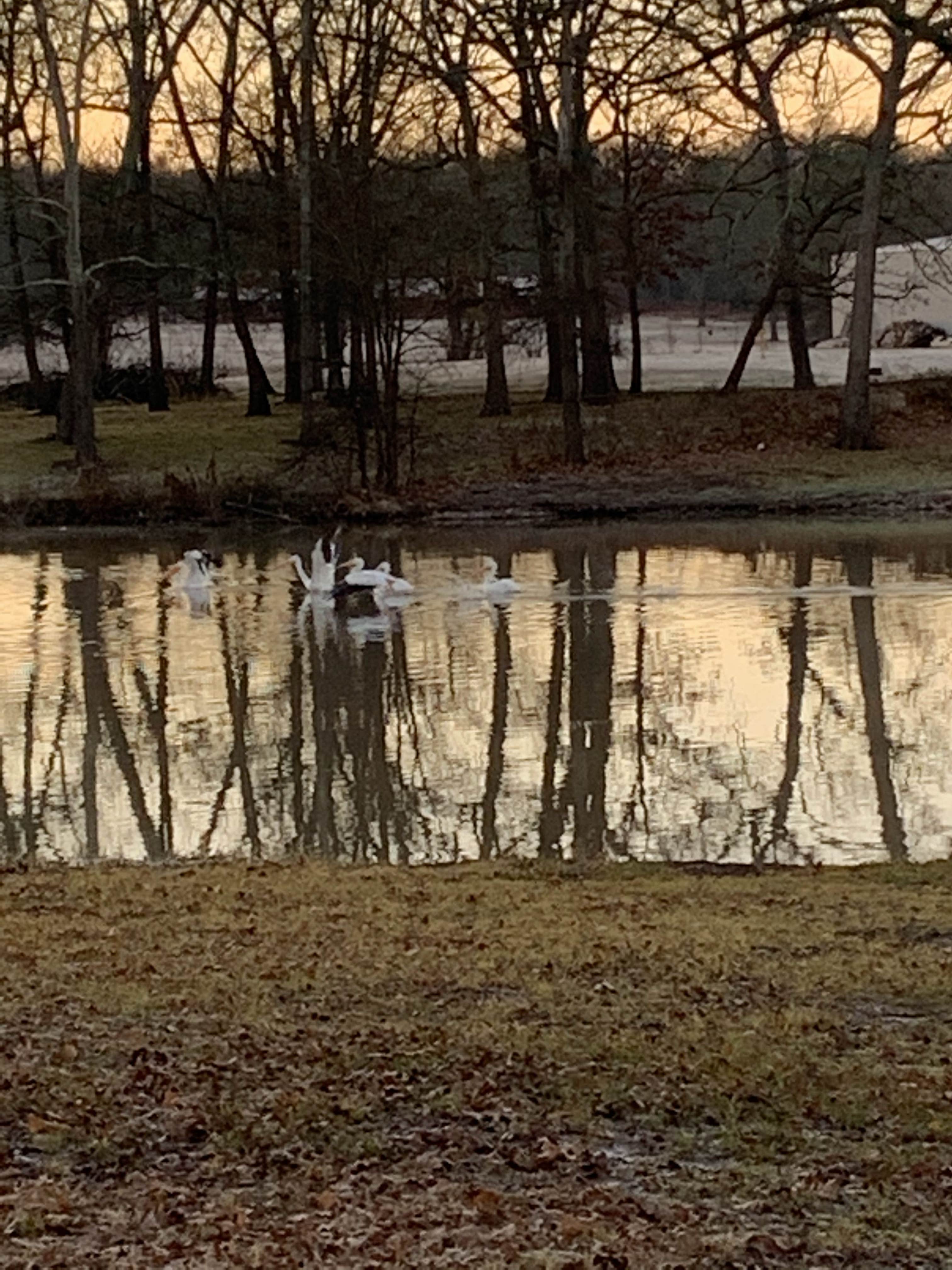 Camper-submitted photo at Springhill near Chester, AR