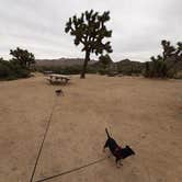 Review photo of Black Rock Campground — Joshua Tree National Park by Larry B., December 26, 2020