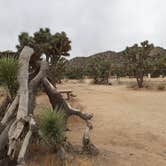 Review photo of Black Rock Campground — Joshua Tree National Park by Larry B., December 26, 2020