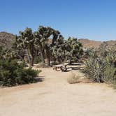 Review photo of Black Rock Campground — Joshua Tree National Park by Larry B., December 26, 2020