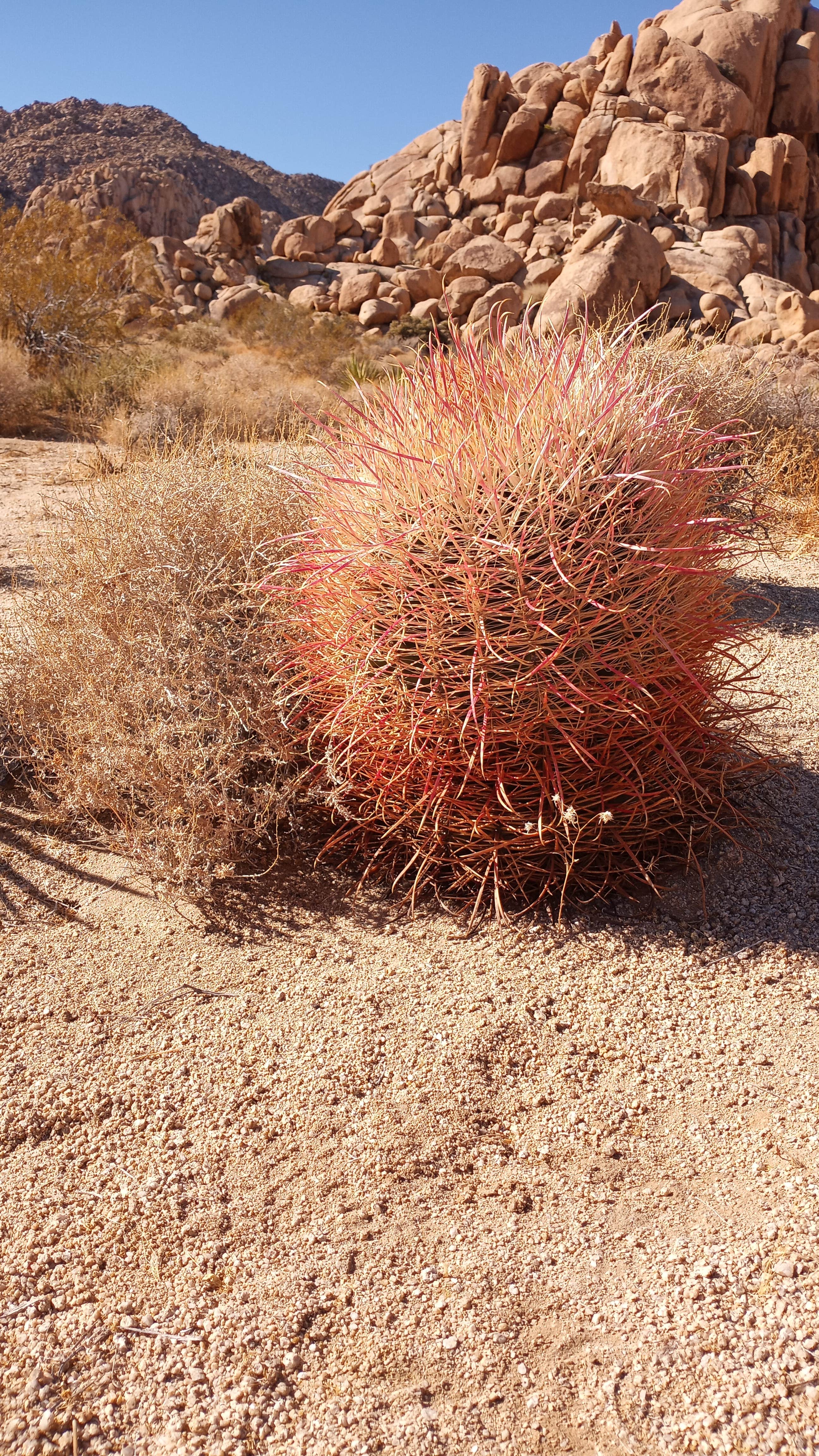 Indian Cove Campground — Joshua Tree National Park