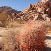 Review photo of Indian Cove - Joshua Tree National Park by Rey V., December 27, 2020