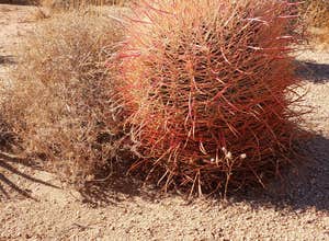 Indian Cove Campground — Joshua Tree National Park