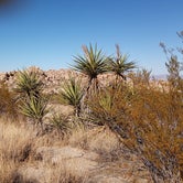 Review photo of Indian Cove Campground — Joshua Tree National Park by Rey V., December 27, 2020