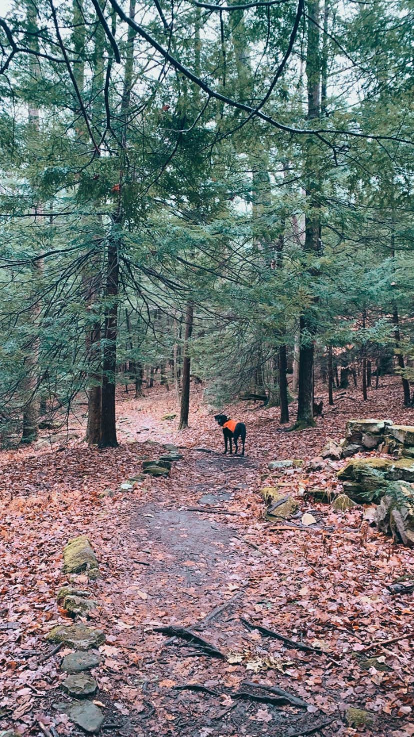 Camper-submitted photo at Coopers Rock State Forest in West Virginia