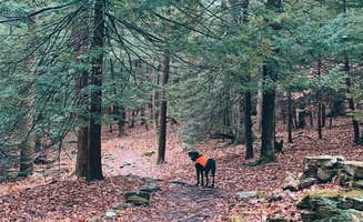 Desireé's photo of camping with pets at Coopers Rock State Forest near Paw Paw, WV