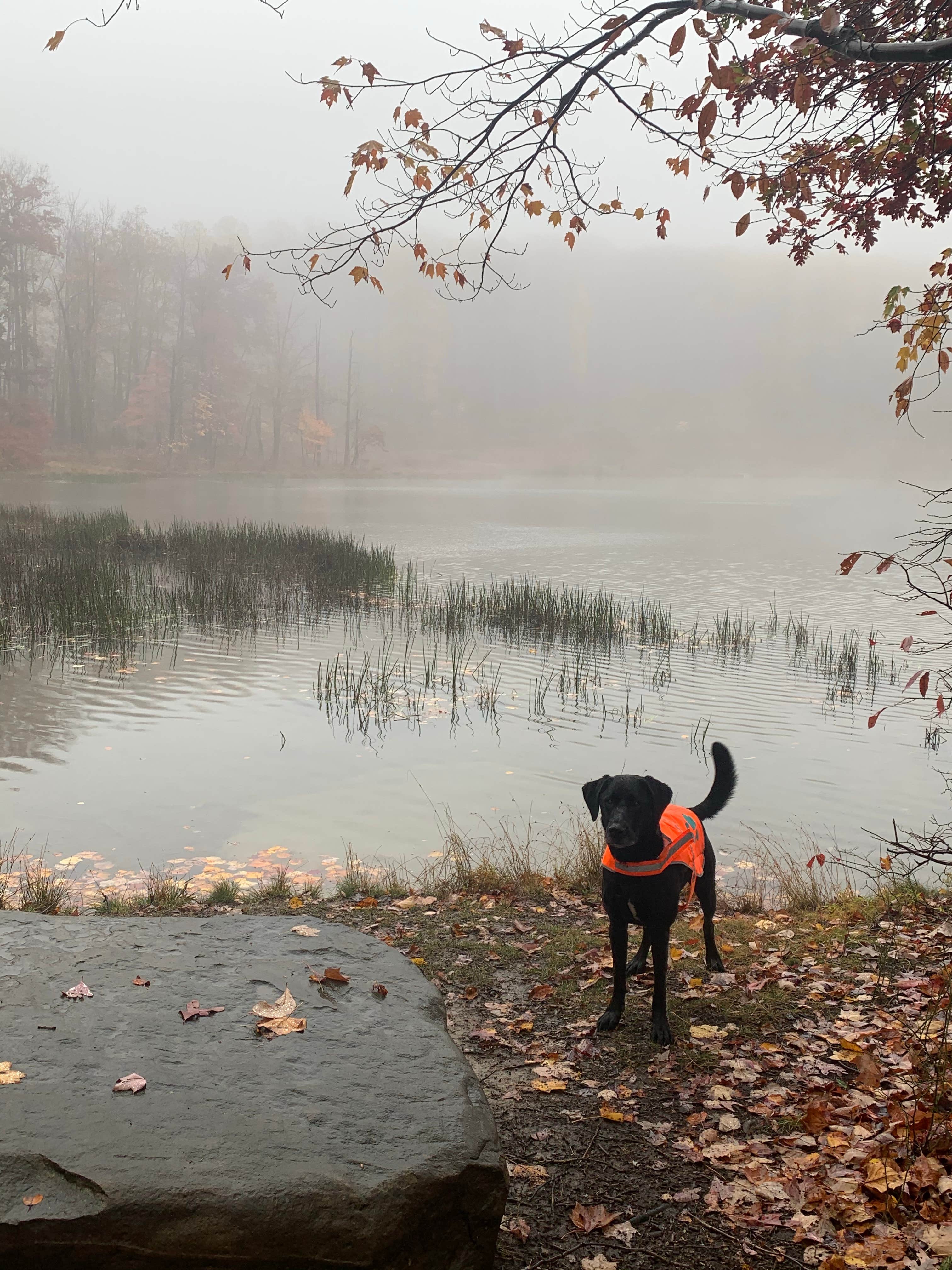 Desireé's photo of camping with pets at Coopers Rock State Forest- McCollum Campground near Wind Ridge, PA