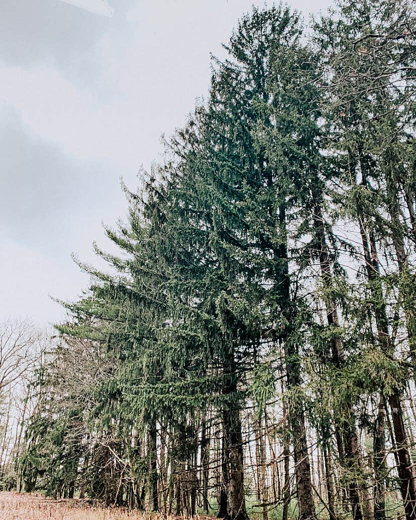 Camper-submitted photo at Coopers Rock State Forest in West Virginia