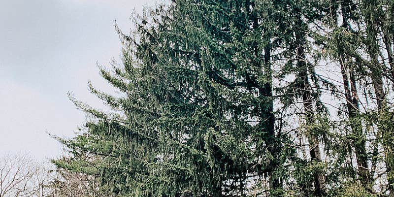 Camper submitted image from Coopers Rock State Forest