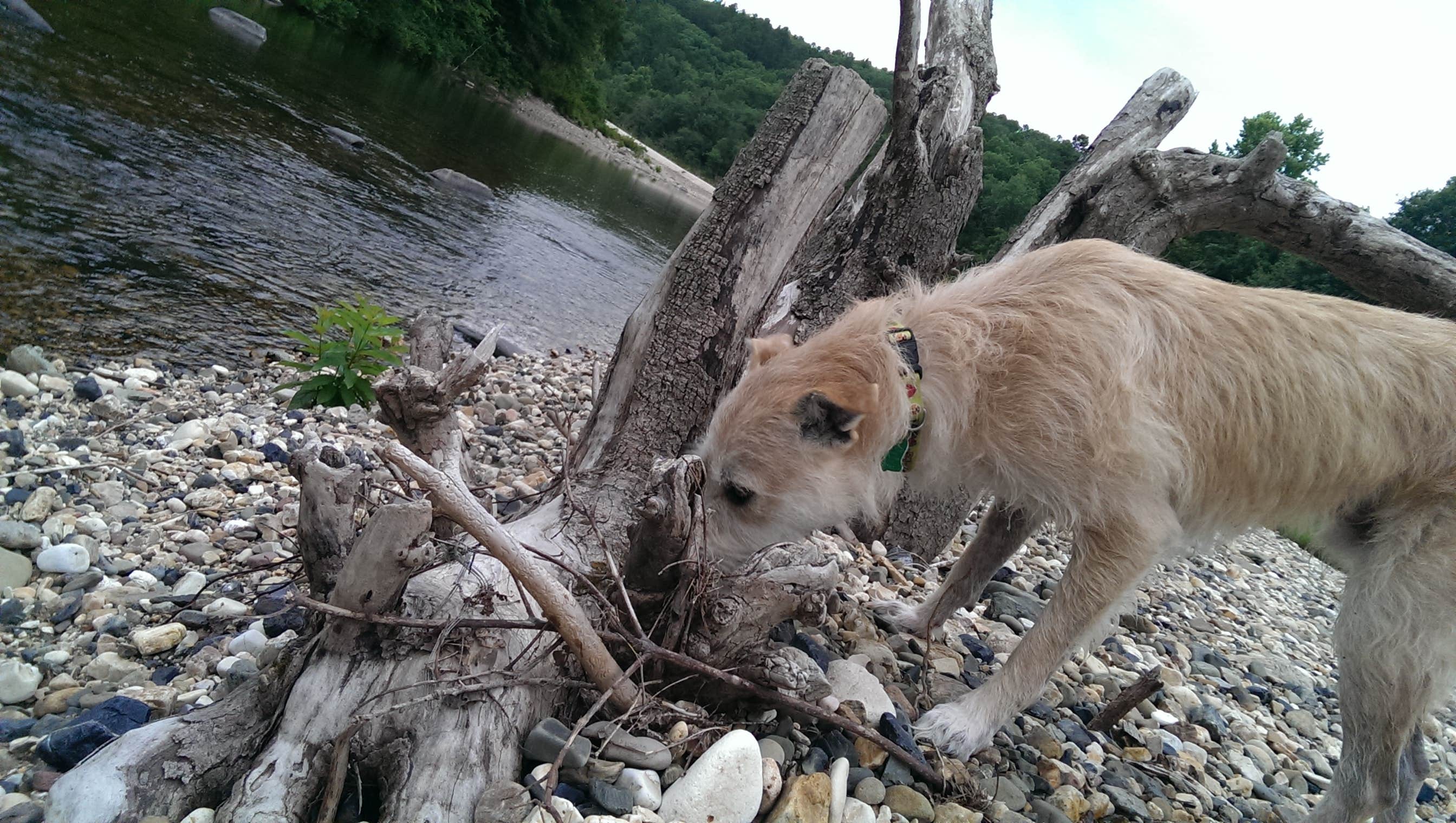Camper-submitted photo at Sandbar Area Campsites — Cossatot River State Park - Natural Area near Gillham Lake