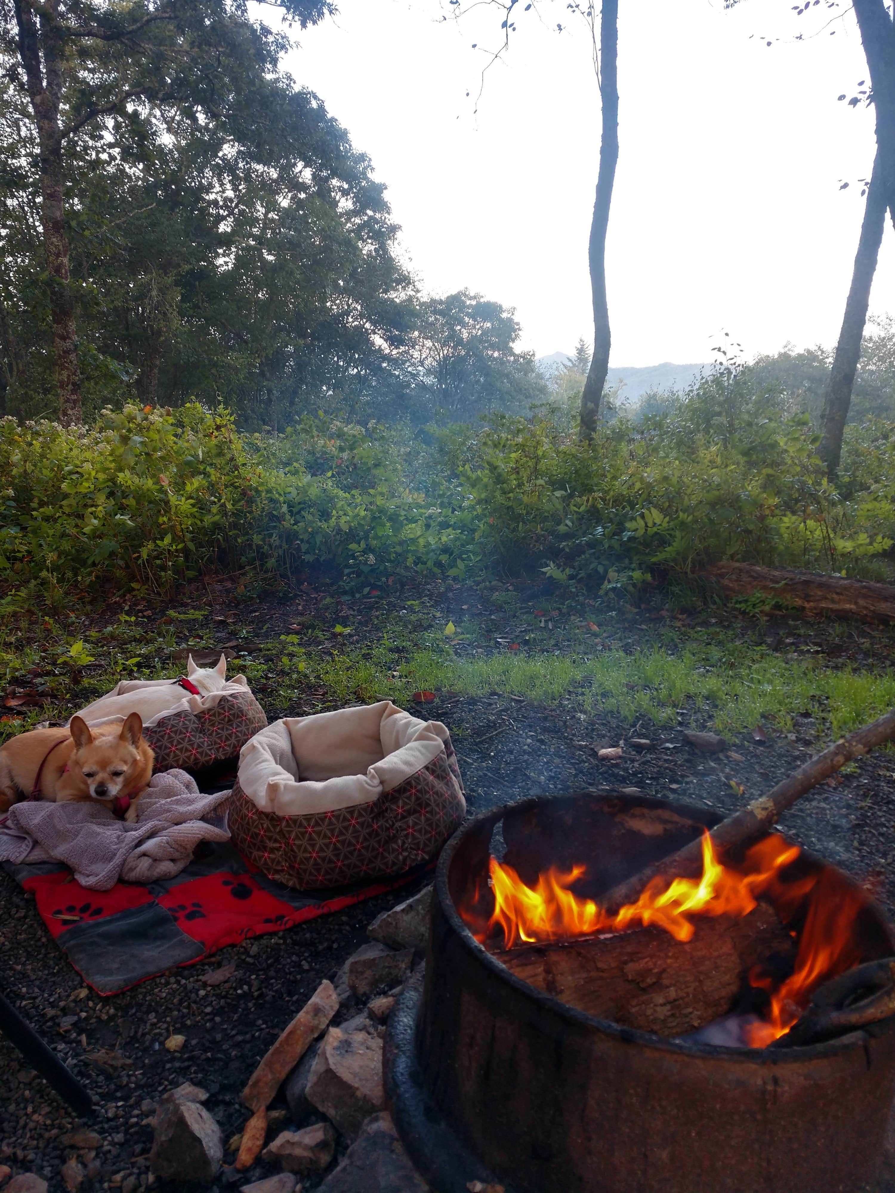 Camper submitted image from Mile High Campground — Great Smoky Mountains National Park - 1