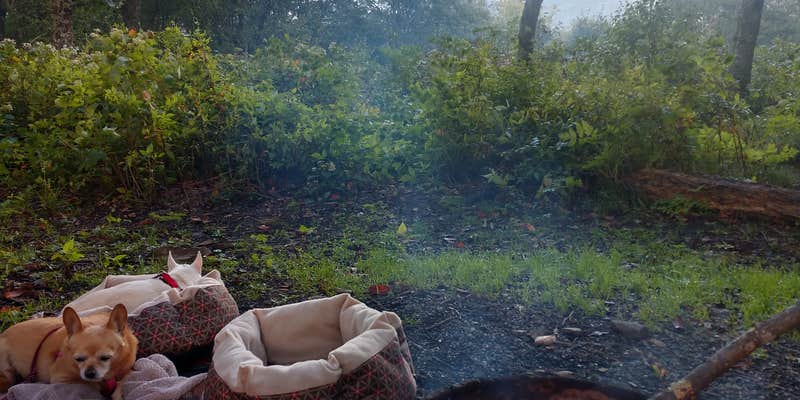 Camper submitted image from Mile High Campground — Great Smoky Mountains National Park