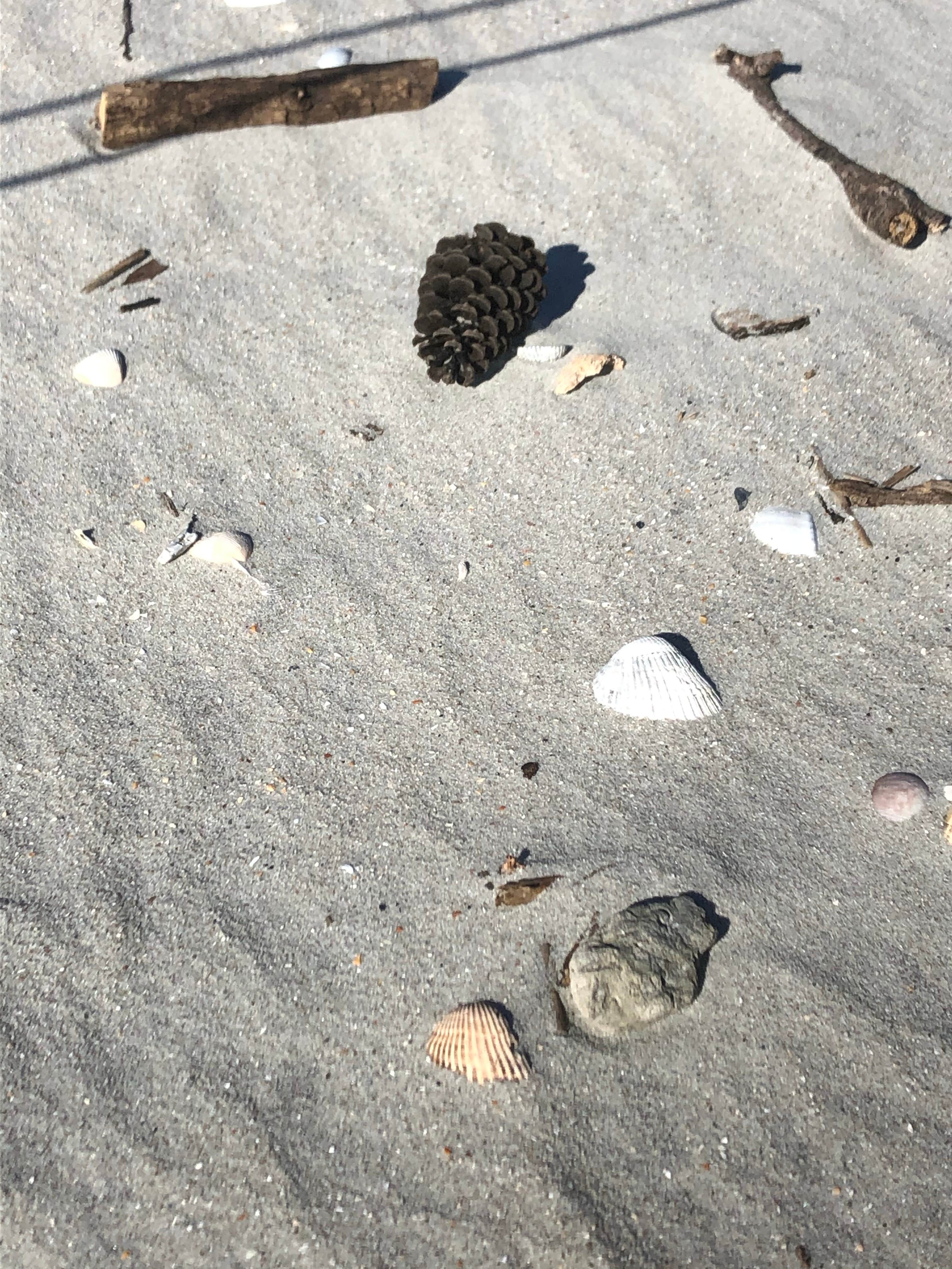 Myrtle Beach State Park Campground