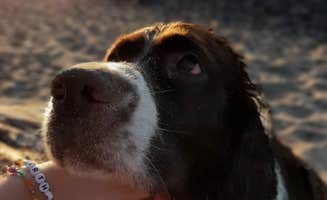 peppergurl B.'s photo of camping with pets at Black River Harbor Campground near White Pine, MI