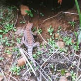 Review photo of Inks Lake State Park Campground by Chad  L., December 28, 2020