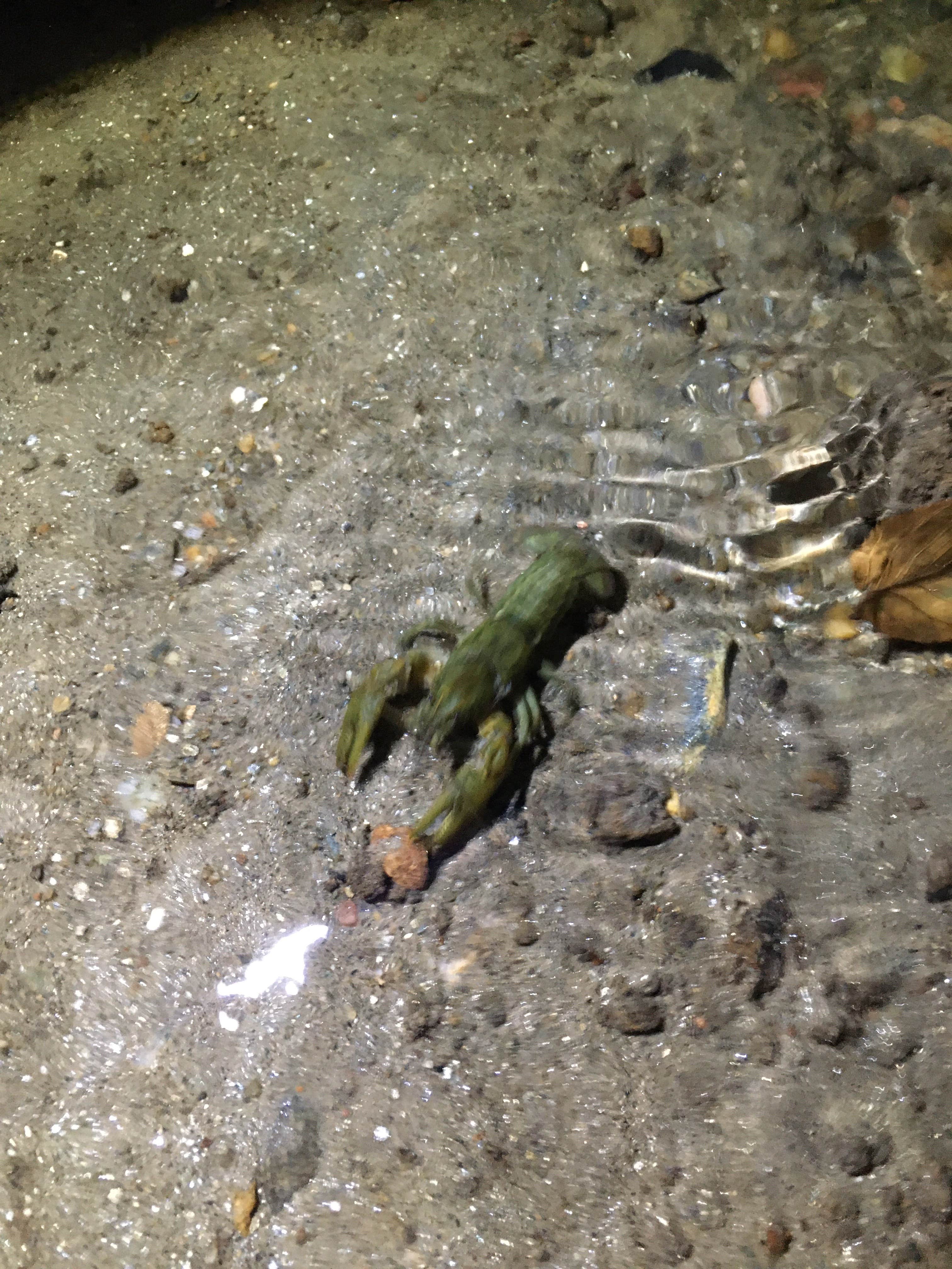 Camper-submitted photo at Basin Cove — Blue Ridge Parkway near Cana, VA