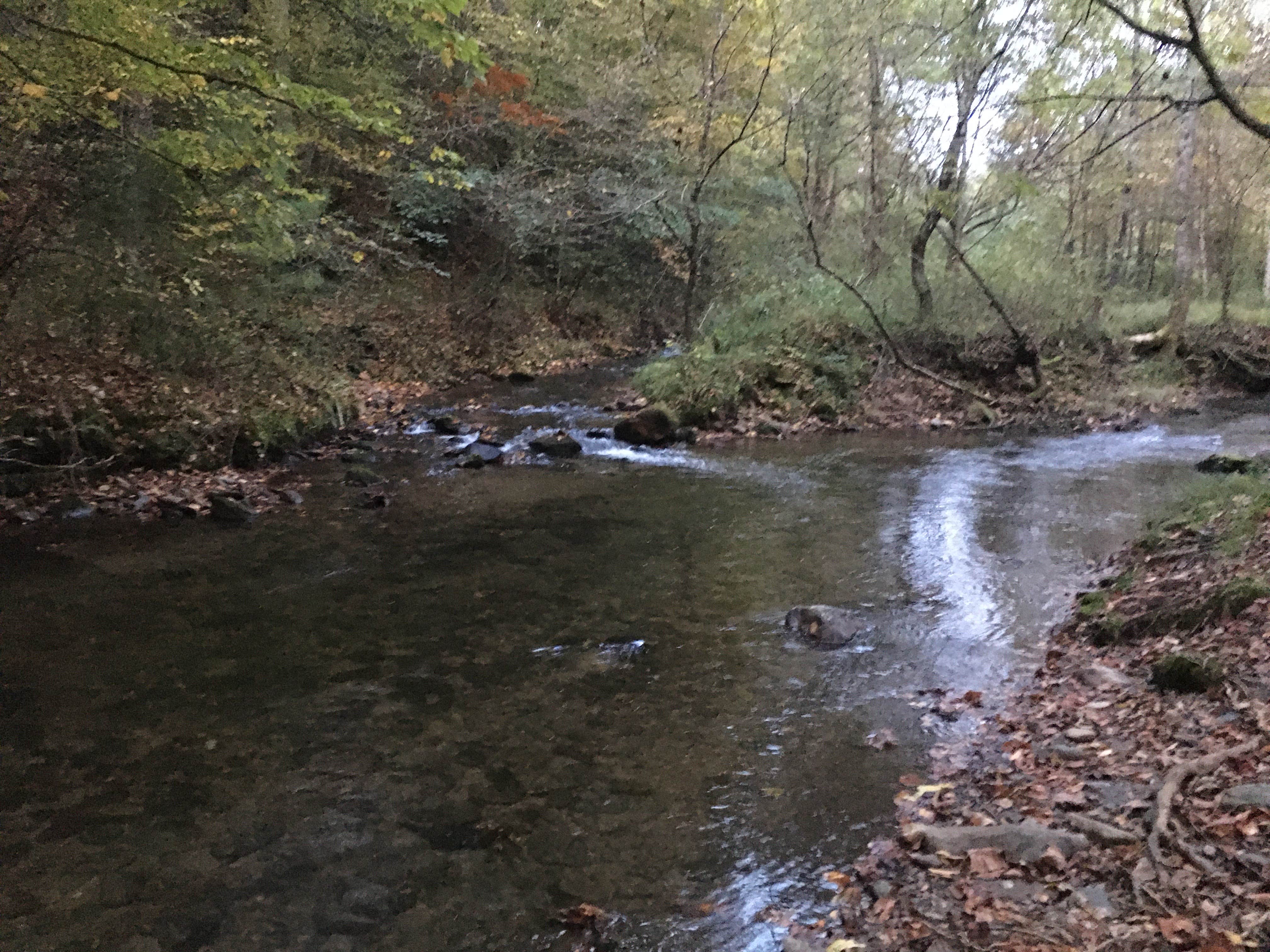 Camper-submitted photo at Basin Cove — Blue Ridge Parkway near Cana, VA