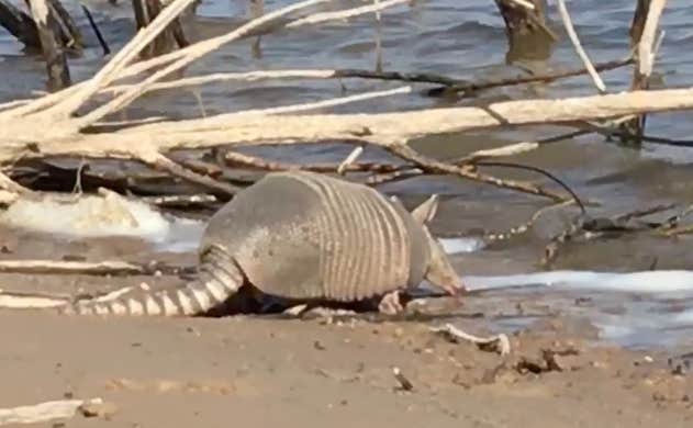Camper-submitted photo at Red Arroyo — San Angelo State Park near Robert Lee, TX