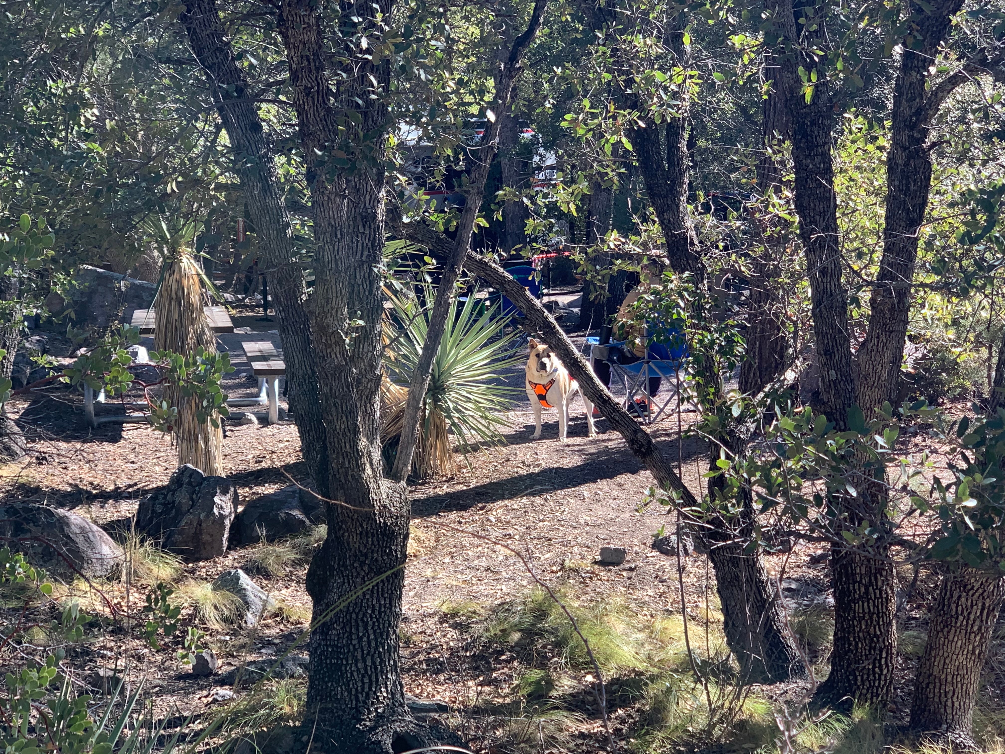 Camper submitted image from Bonita Canyon Campground — Chiricahua National Monument - 1