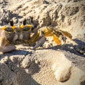 Review photo of South Beach — Padre Island National Seashore by Shari  G., December 29, 2020