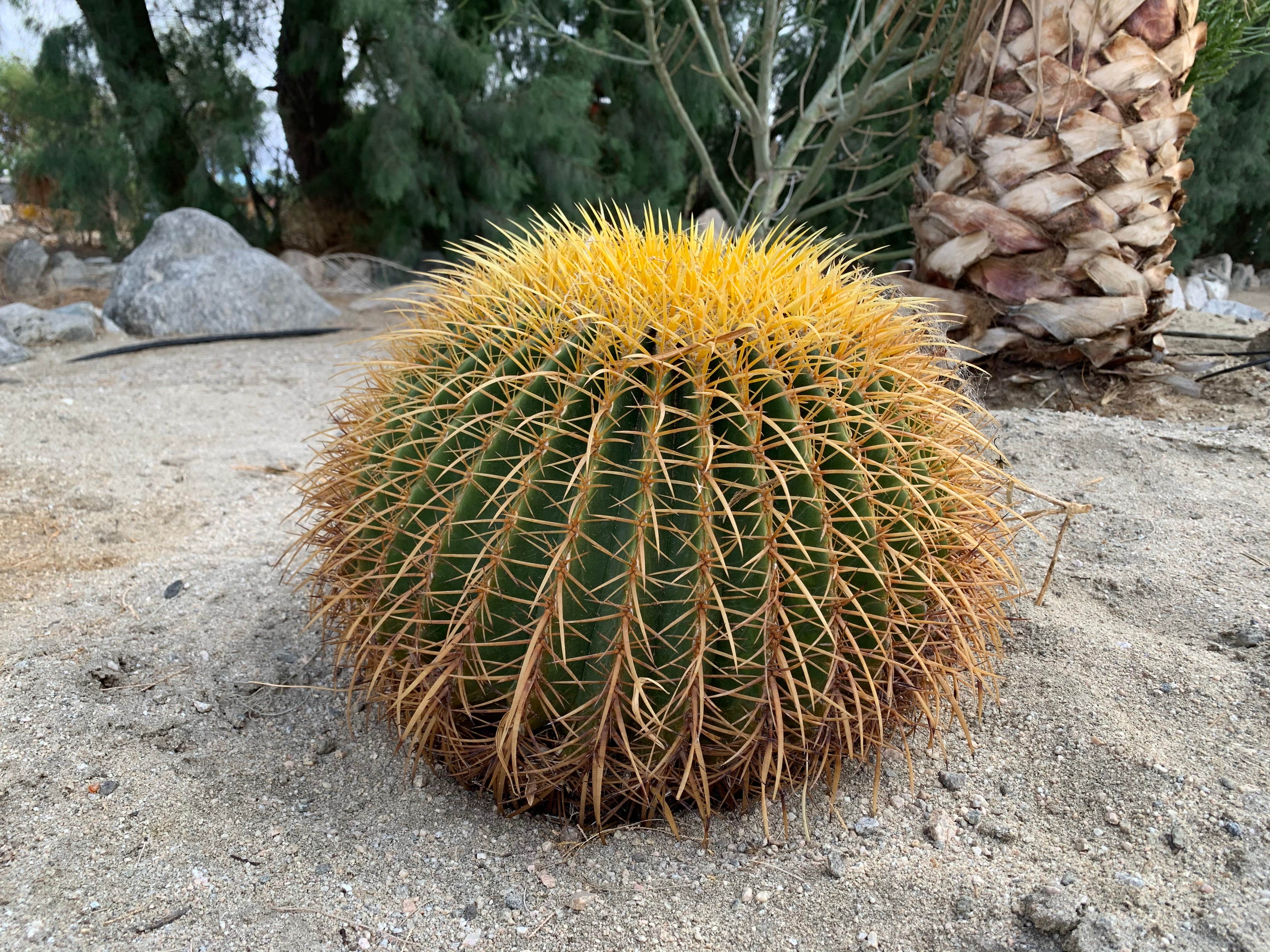 Camper-submitted photo at Catalina Spa and RV Resort near Palm Springs, CA