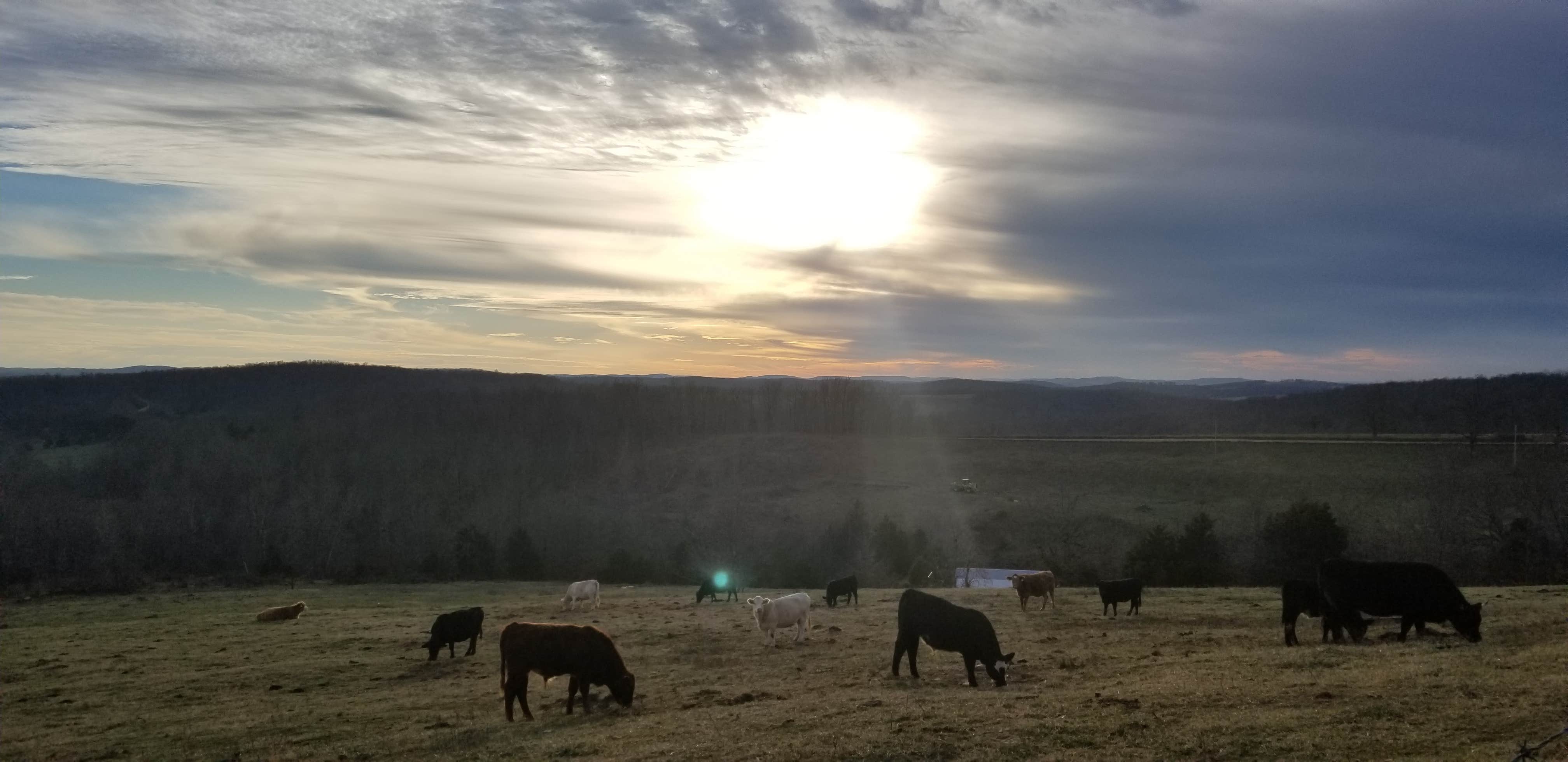 Camper-submitted photo at Wilderness Rider Buffalo Ranch and Adventure Park near Everton, AR