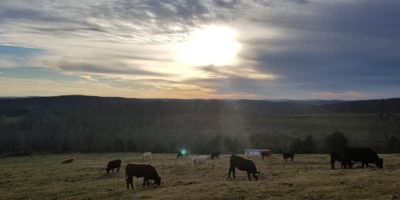 Camper submitted image from Wilderness Rider Buffalo Ranch and Adventure Park