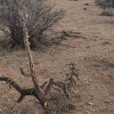 Review photo of Tanque Road Dispersed Camping Near Safford by Lisa S., December 29, 2020