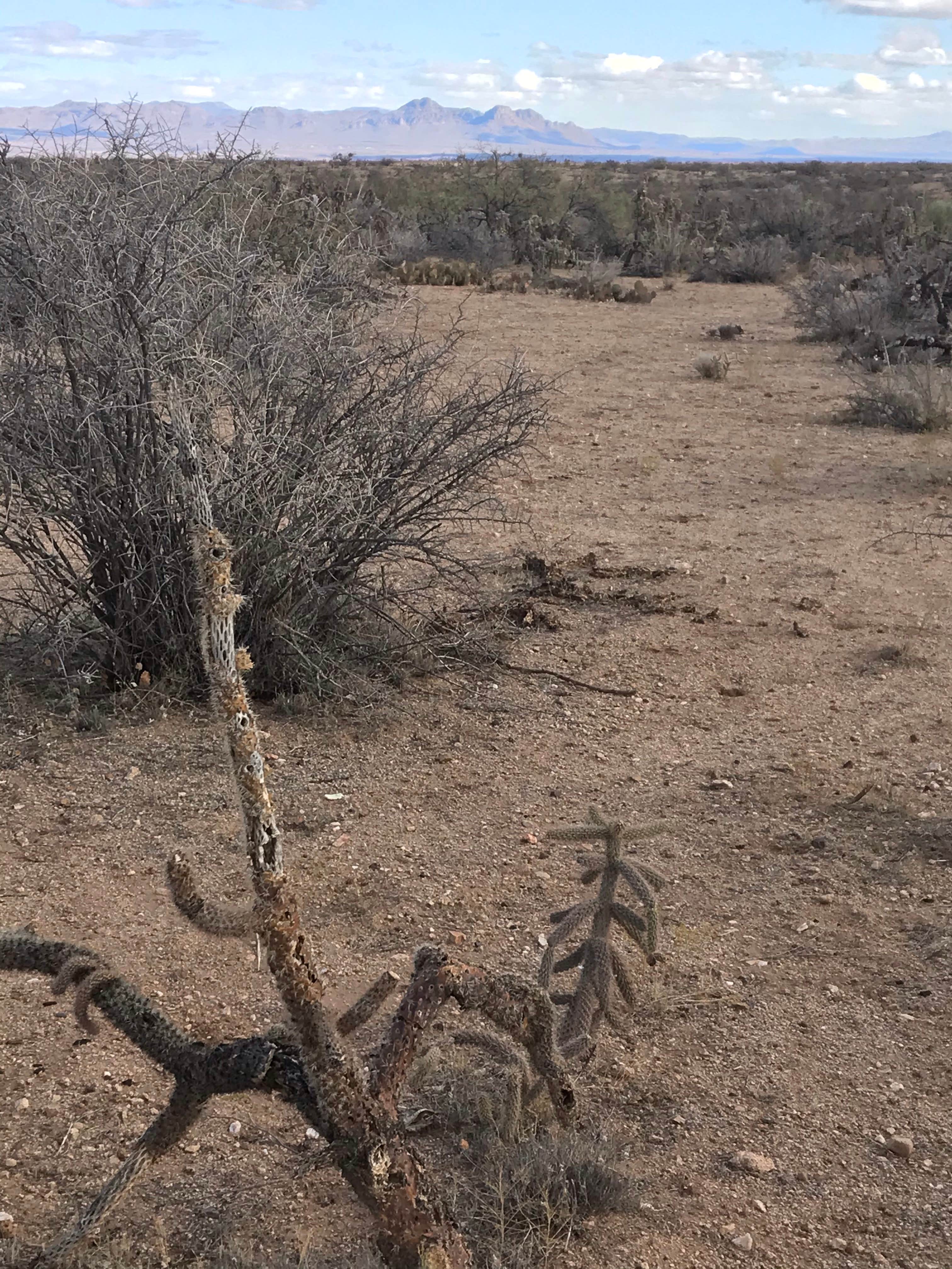 Camper submitted image from Tanque Road Dispersed Camping Near Safford - 4