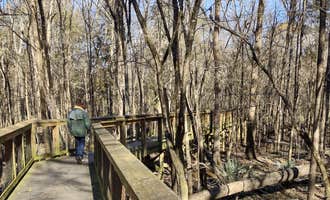 Camping near Bluff Hike In Campground — Congaree National Park: Poinsett State Park Campground, Wedgefield, South Carolina