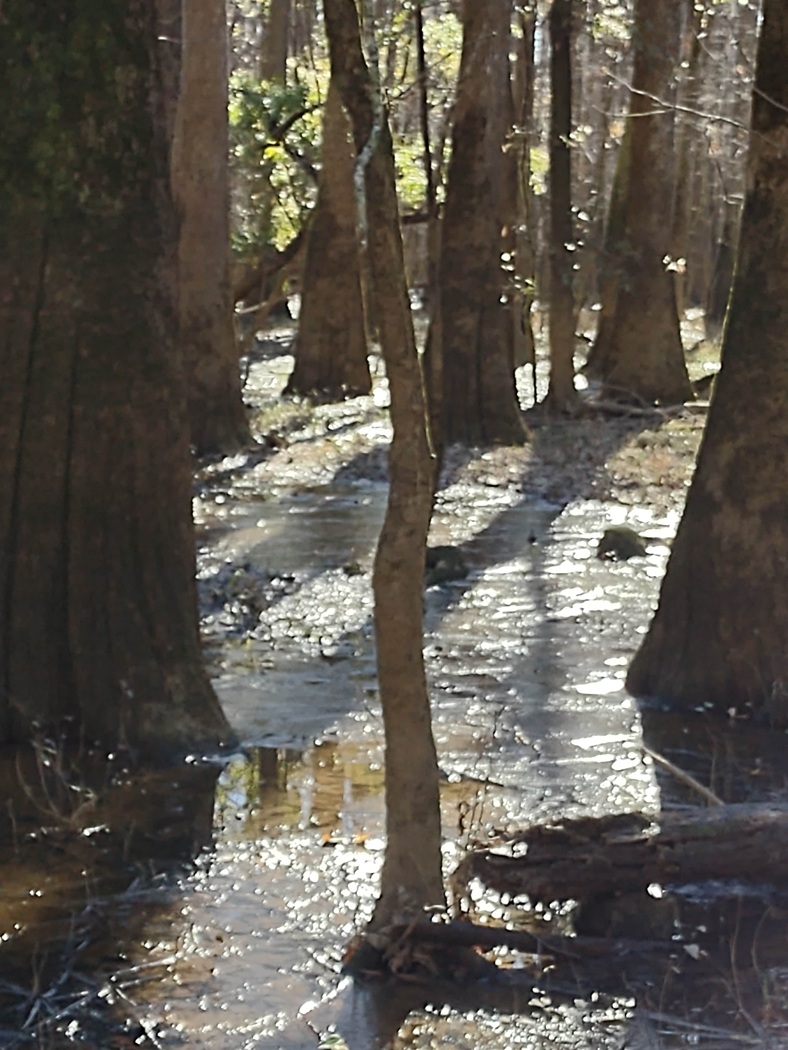 Camper-submitted photo at Poinsett State Park Campground near Elgin, SC