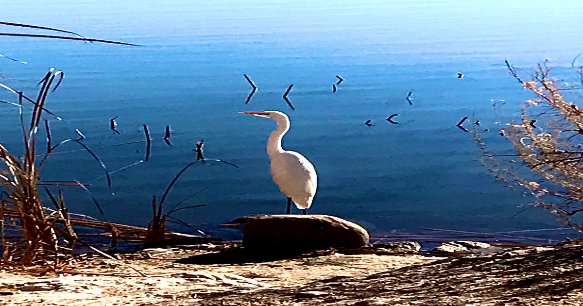 Gila Campground — Roper Lake State Park