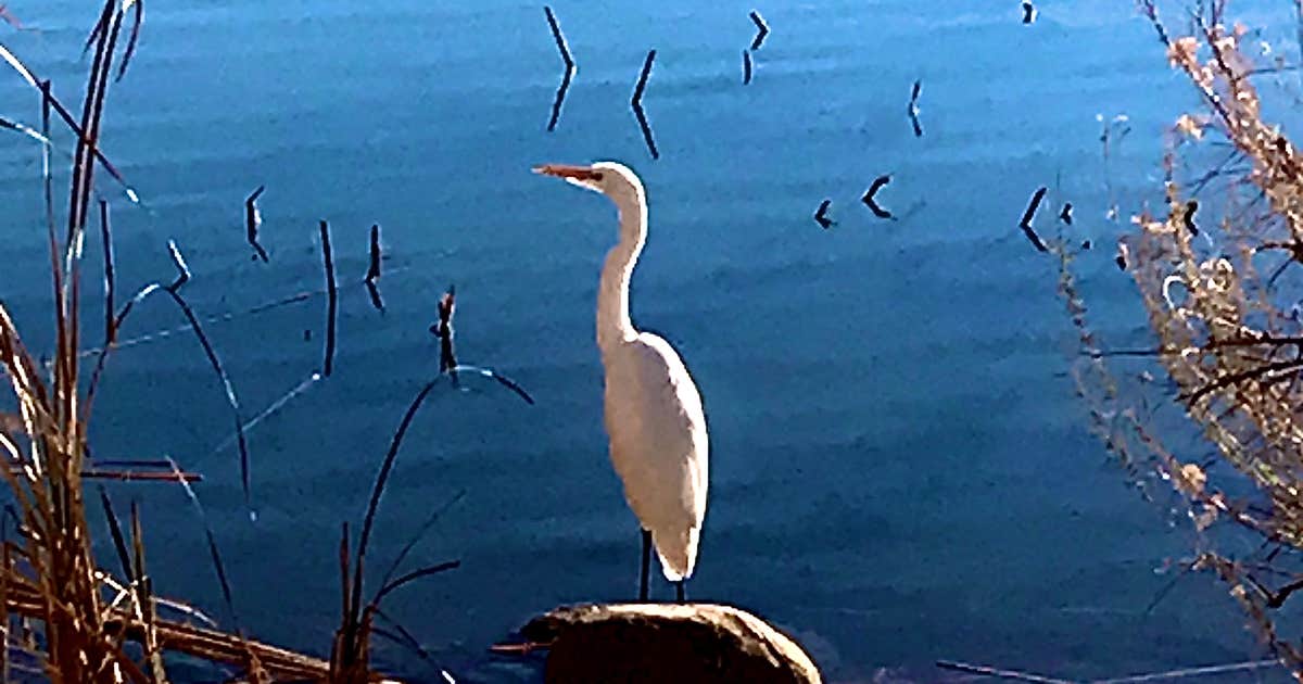 Gila Campground — Roper Lake State Park