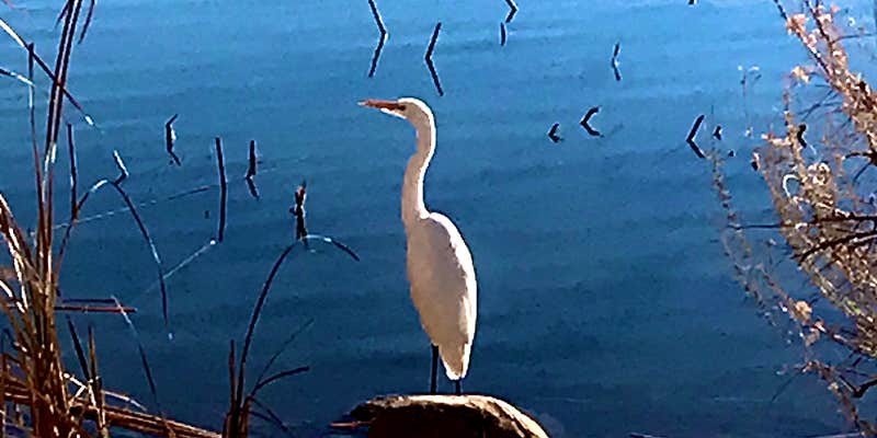 Camper submitted image from Gila Campground — Roper Lake State Park