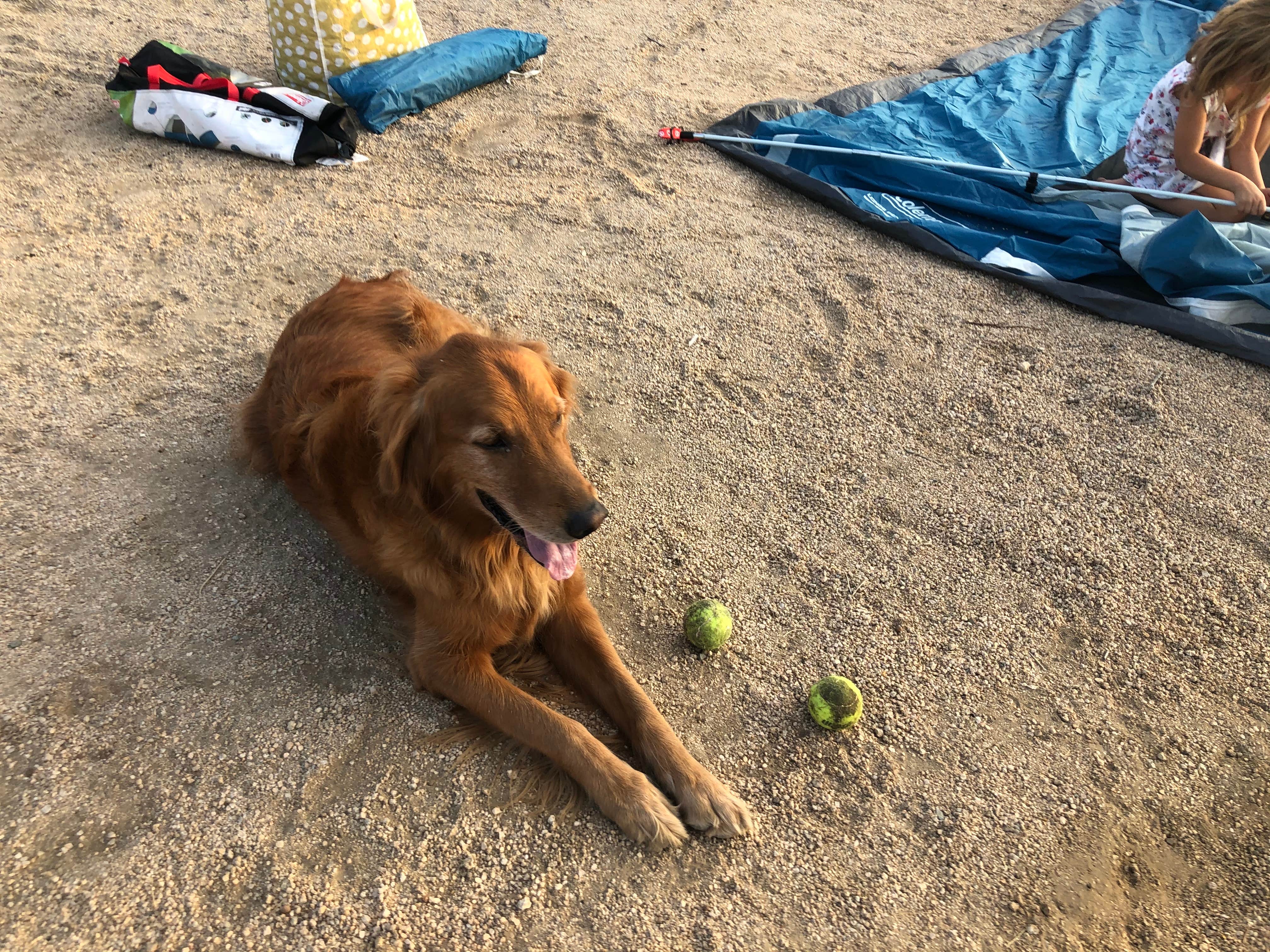 Chad M.'s photo of camping with pets at Jumbo Rocks Campground — Joshua Tree National Park near Landers, CA
