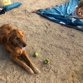 Review photo of Jumbo Rocks Campground — Joshua Tree National Park by Chad M., December 30, 2020