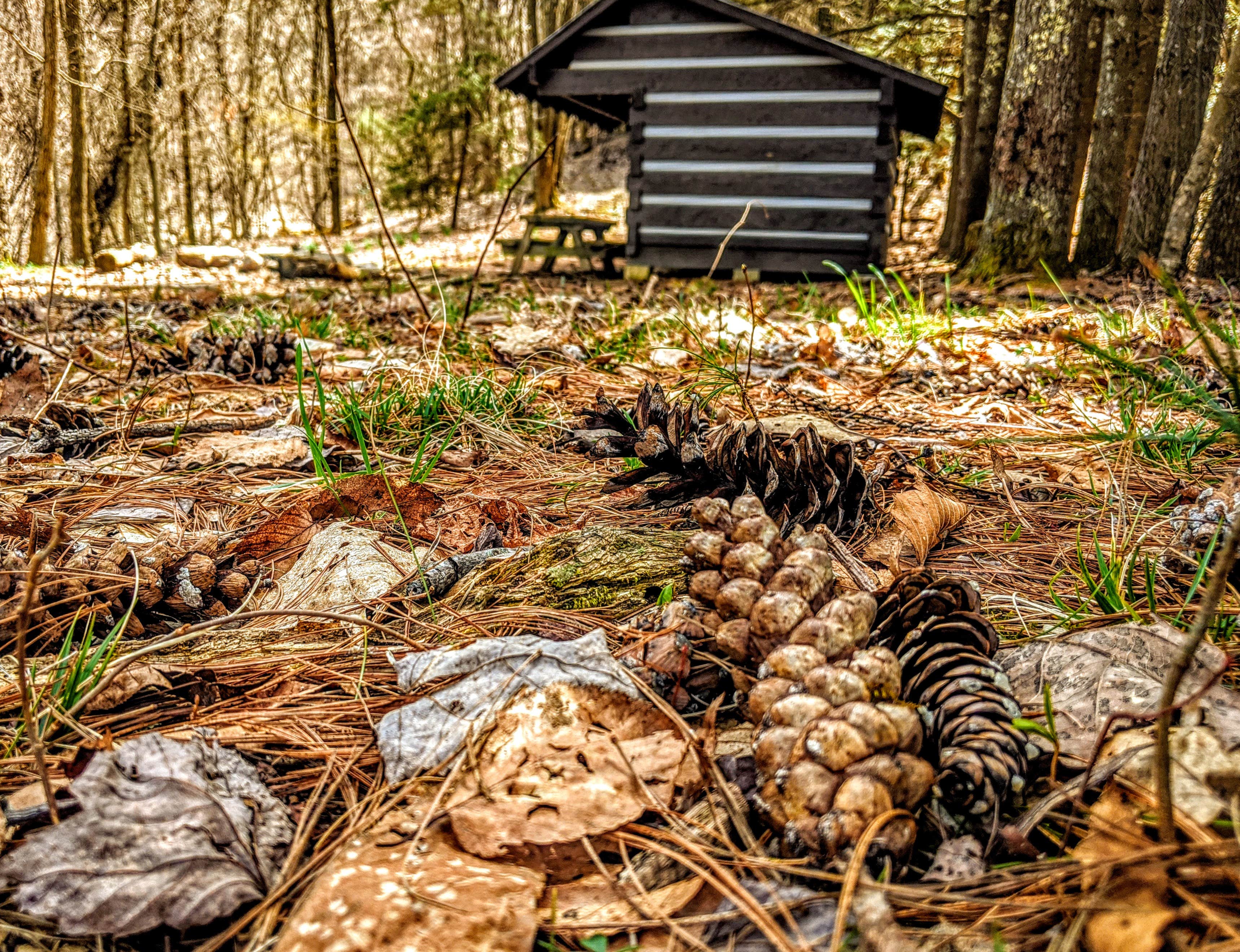 Camper submitted image from Washington & Jefferson National Forest Dispersed Sites - 4